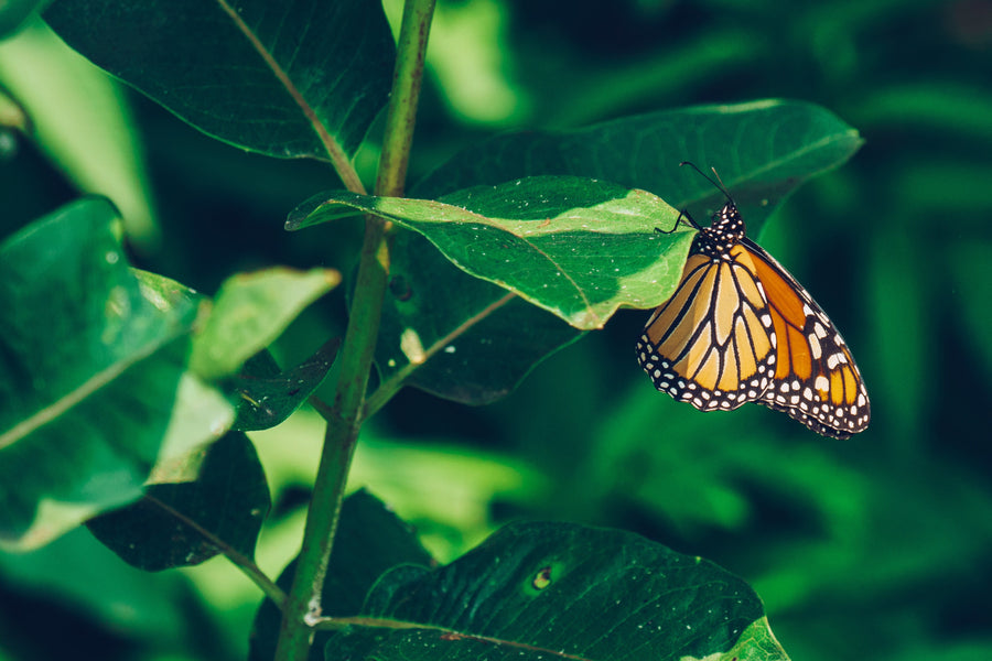 Sustainable Beauty